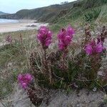 Antirrhinum majusBlomst