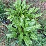 Rumex hydrolapathum Habit