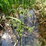 Scirpus atrovirens Likasa