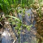 Scirpus atrovirens 叶