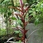 Amaranthus cruentusLeht