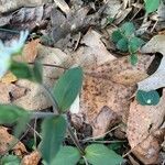 Stellaria pubera Leaf