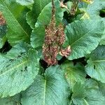 Rumex alpinus Kvet