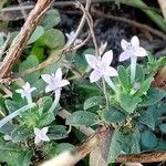 Hexasepalum teres Hábito