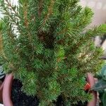 Picea laxa Ліст