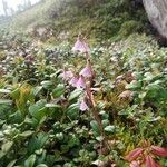 Linnaea borealis Blüte