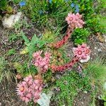 Sempervivum montanumFlower