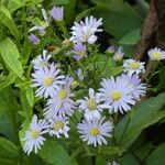 Aster ageratoides Blomma