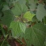 Triumfetta rhomboidea Leaf