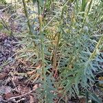 Euphorbia segetalis 叶