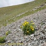 Adonis pyrenaica Habitus