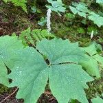 Achlys triphylla Leaf