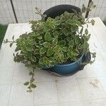 Coleus madagascariensis Leaf