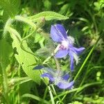 Borago officinalisΛουλούδι