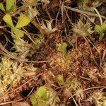 Trifolium suffocatum Libunga