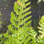 Polystichum setiferum Folha