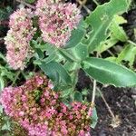 Hylotelephium spectabile Fleur