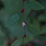Melochia nodiflora Otro