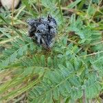 Astragalus hypoglottis Blad