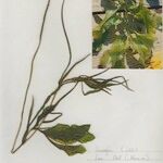 Potamogeton lucens 整株植物