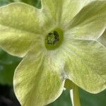 Nicotiana alata Blomst