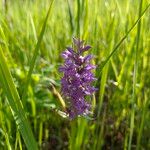 Dactylorhiza majalis Fula