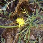 Neptunia oleracea Fiore