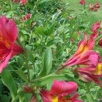 Alstroemeria aureaFlor