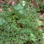 Heterotis rotundifolia Хабит