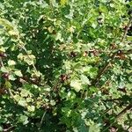 Ribes nigrum Hábito