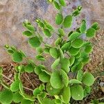Fagonia latifolia Hàbitat