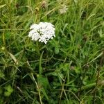 Oenanthe pimpinelloides Flower