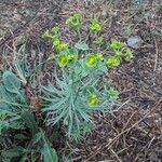 Euphorbia segetalis Habit