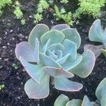 Echeveria secundaഇല