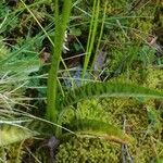 Dactylorhiza maculata Folla