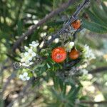 Daphne gnidium Fruit