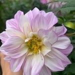 Dahlia merckii Flower