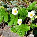 Fragaria vesca Хабит