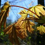 Acer platanoides Levél