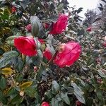 Camellia sasanquaFlower