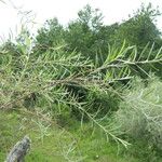 Salix exigua Φύλλο