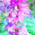 Corydalis cavaKvět