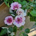 Rosa gallica Flower