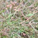 Oldenlandia corymbosa Leht