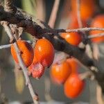 Hippophae rhamnoides Owoc