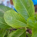 Catharanthus coriaceus ഇല