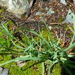 Poa alpina Feuille