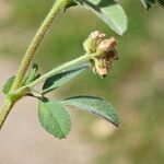 Medicago minima Feuille