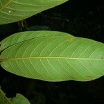 Ficus richteri Лист