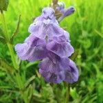 Scutellaria hastifolia Blodyn